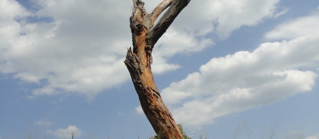 Agora Road LRA massacre